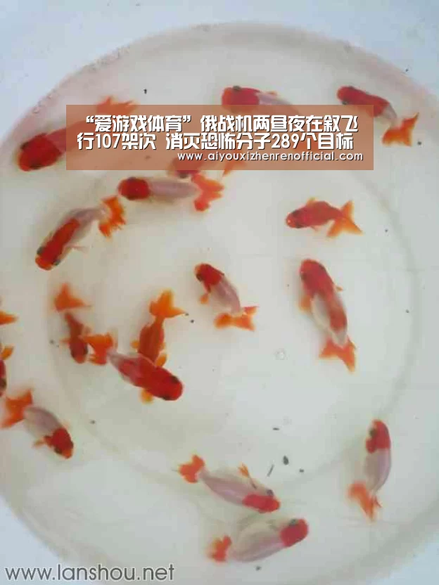“爱游戏体育”俄战机两昼夜在叙飞行107架次 消灭恐怖分子289个目标(图1) 爱游戏官网